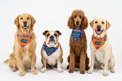 Gators Pets