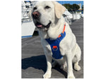 Florida Gators Dog Harness